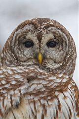 Barred Owl