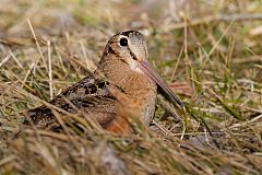 American Woodcock