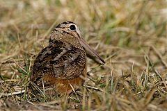 American Woodcock