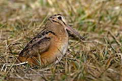 American Woodcock