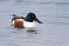 Northern Shoveler