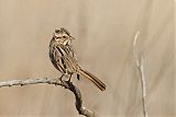 Song Sparrow