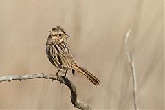 Song Sparrow