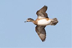 American Wigeon