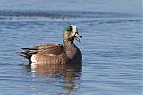 American Wigeon