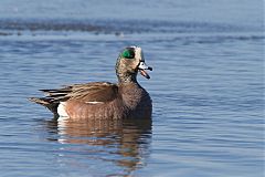 American Wigeon