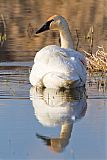 Trumpeter Swan