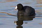 American Coot