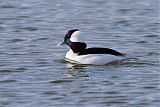 Bufflehead