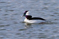 Bufflehead