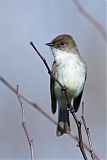 Eastern Phoebe