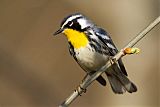 Yellow-throated Warblerborder=