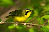 Kentucky Warbler