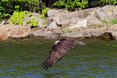 Osprey