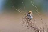 Savannah Sparrow