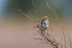 Savannah Sparrow