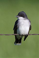 Eastern Kingbird