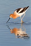 American Avocetborder=