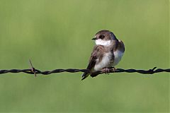 Bank Swallow