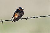 Cliff Swallow