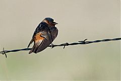 Cliff Swallow