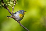 Northern Parula