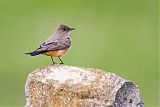 Say's Phoebe