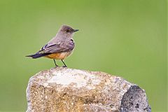 Say's Phoebe