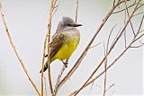 Western Kingbird