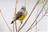 Western Kingbird