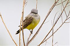 Western Kingbird