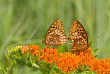 Great Spangled Fritillary