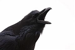 Common Raven