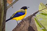 Black-chinned Mountain Tanager