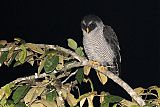 Black-and-white Owlborder=