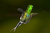 Green Thorntail