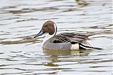 Northern Pintail