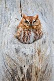 Eastern Screech-Owl