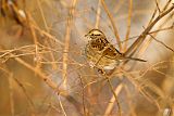 White-throated Sparrow