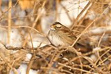 White-throated Sparrow