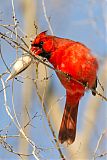 Northern Cardinalborder=