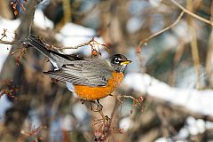 American Robin