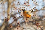 American Robin