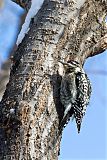 Yellow-bellied Sapsucker