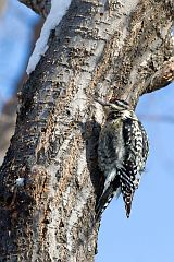 Yellow-bellied Sapsucker