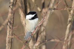 Black-capped Chickadee