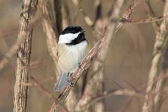 Black-capped Chickadee