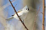 Tufted Titmouseborder=