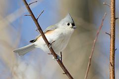 Tufted Titmouse