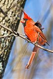 Northern Cardinalborder=